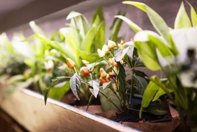 心田種植主題素食館植物裝飾