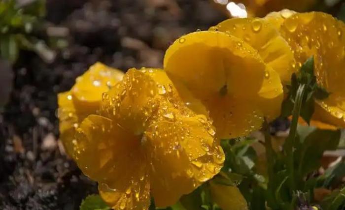 黃色紫羅蘭花束