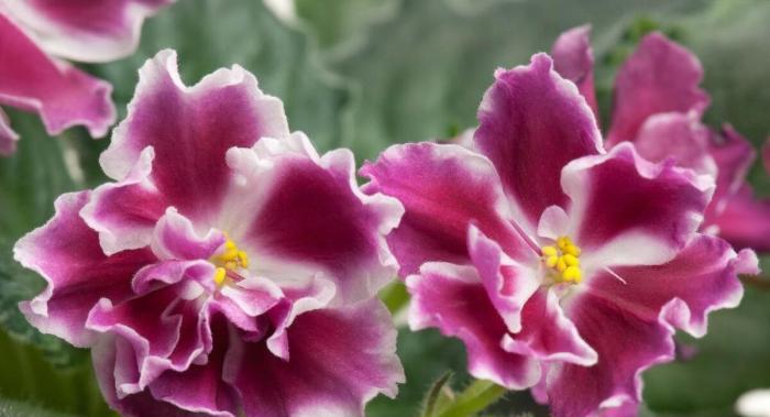 各色紫羅蘭組合