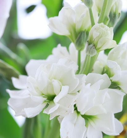 白色紫羅蘭特寫